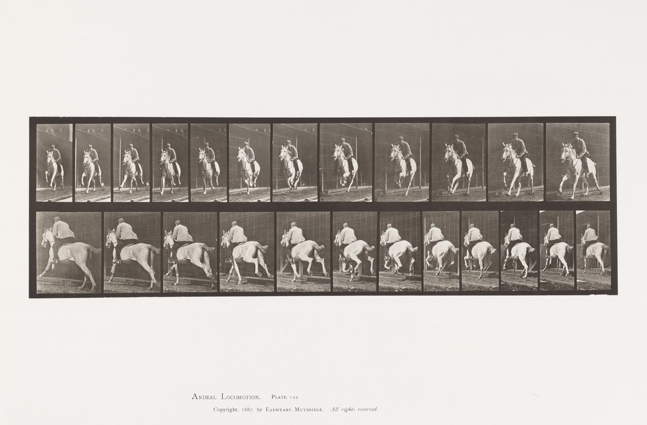 Lauta 630. Laukka; Satula; Harmaa tamma Pandora tekijältä Eadweard Muybridge