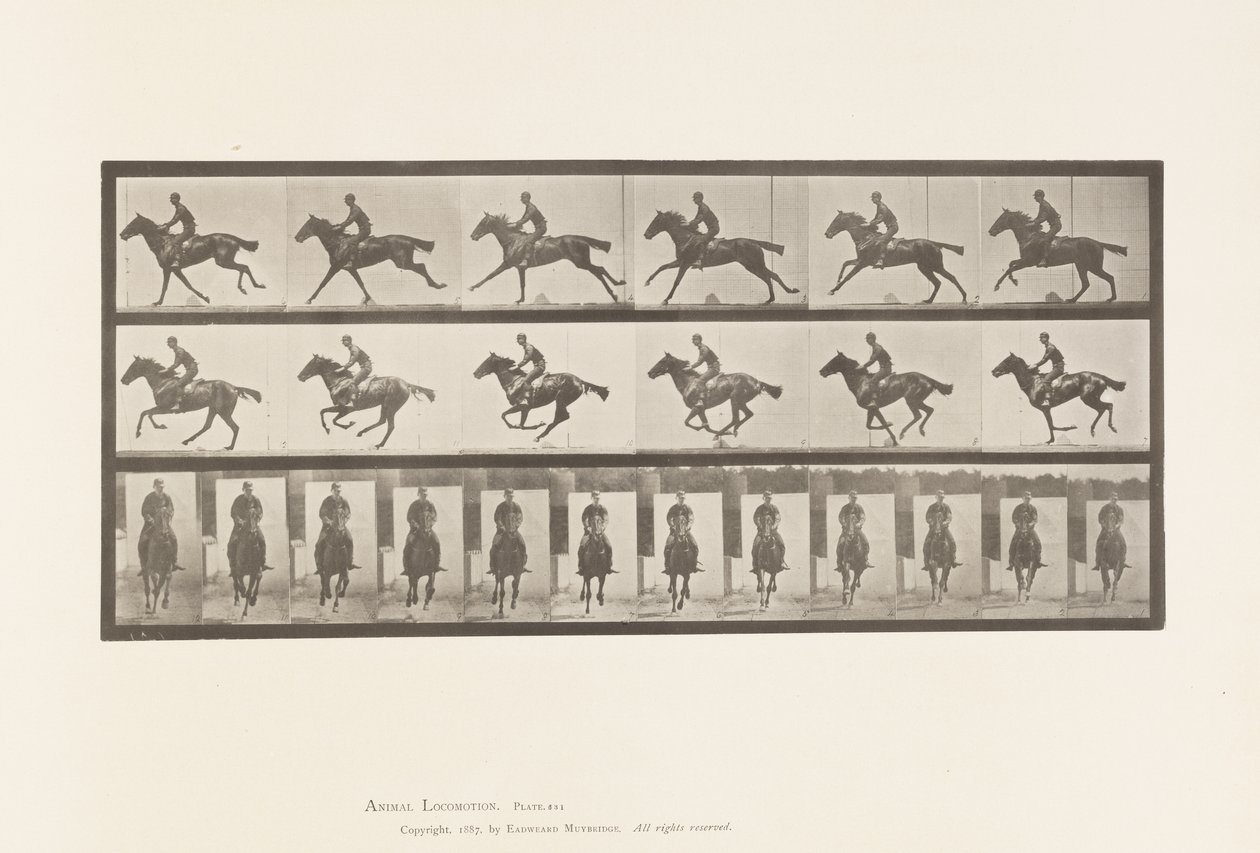 Lauta 631. Laukka; Satula; Täysverinen Bay Horse Bouquet tekijältä Eadweard Muybridge