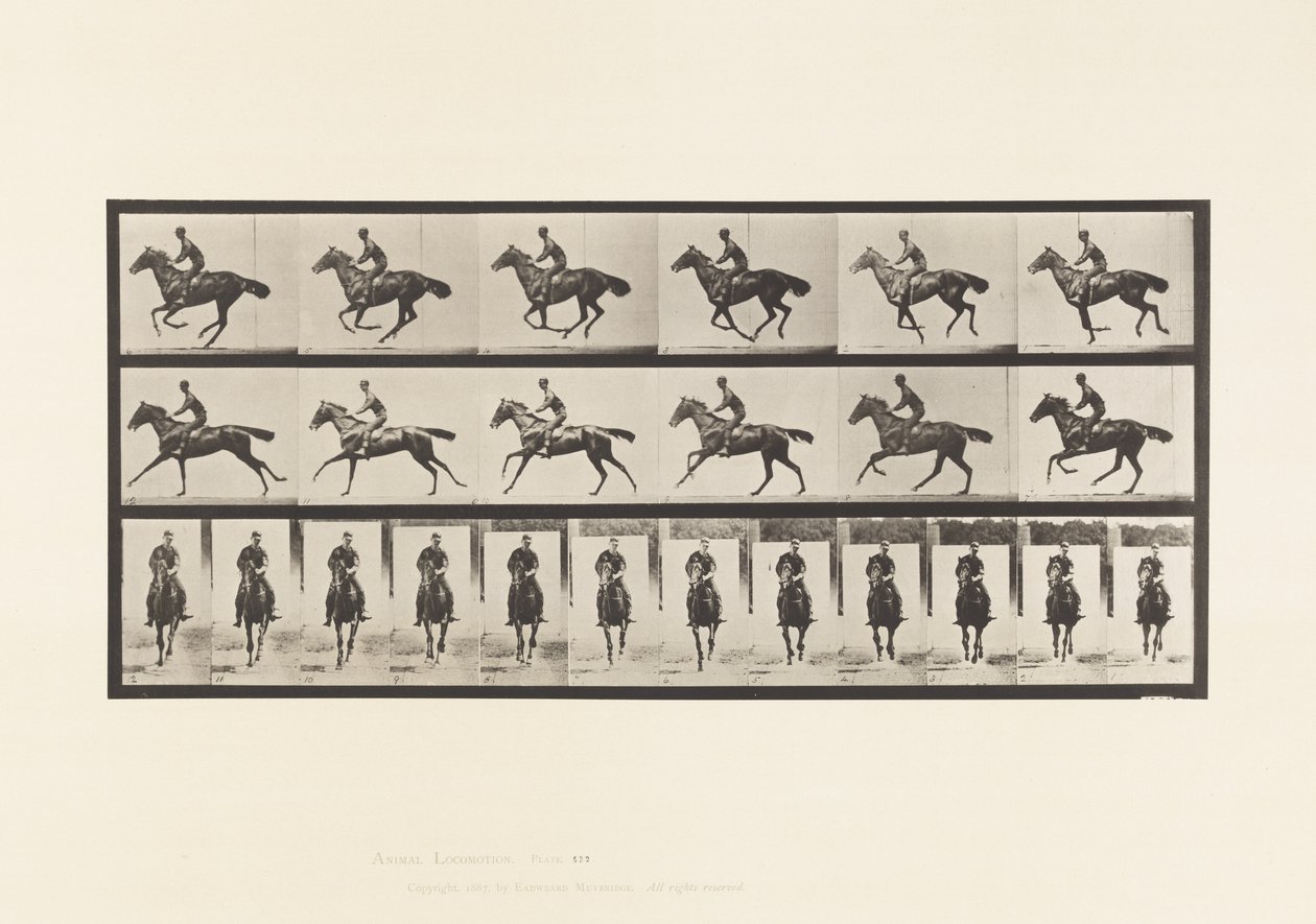 Lauta 632. Laukka; Satula; Täysverinen Bay Horse Bouquet tekijältä Eadweard Muybridge