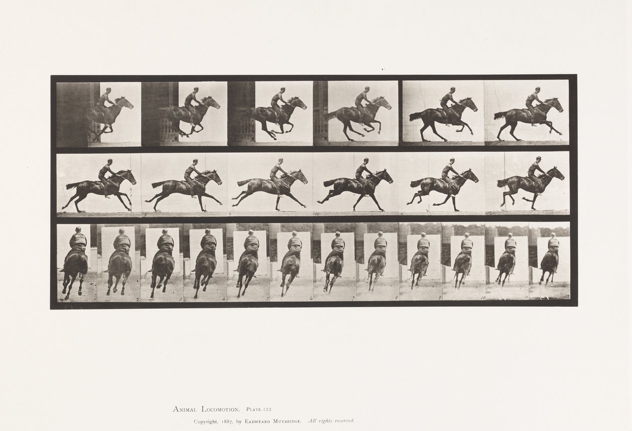 Lauta 633. Laukka; Satula; Täysverinen Bay Horse Bouquet tekijältä Eadweard Muybridge