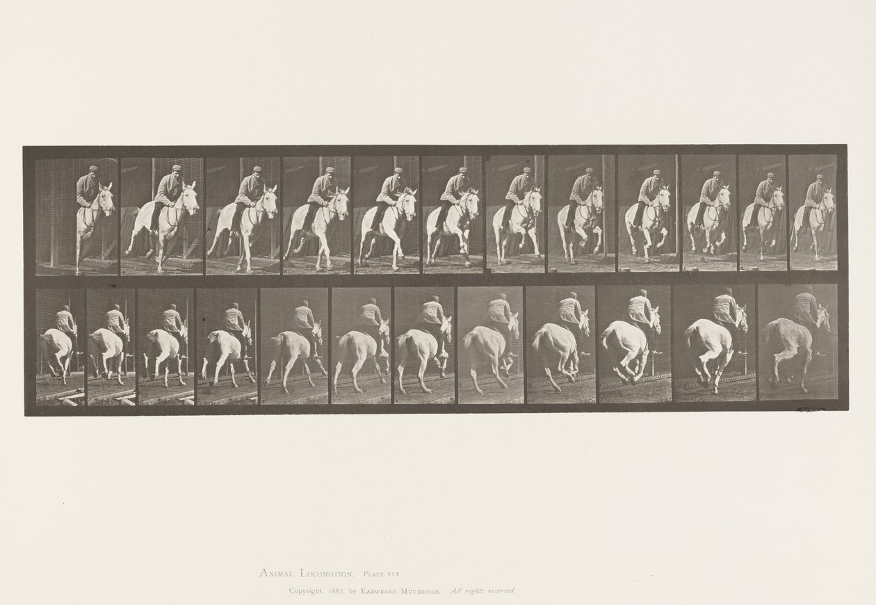 Lauta 635. Laukka; Satula; Harmaa tamma, Pandora tekijältä Eadweard Muybridge
