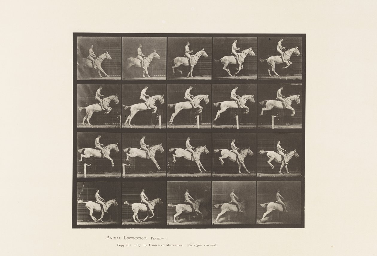 Levy 642. Esteen hyppy; Satula; Rider, 105, alaston; Harmaa tamma, 1885 tekijältä Eadweard Muybridge