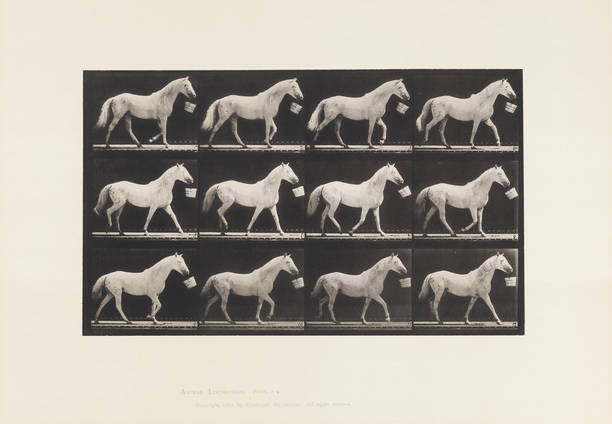 Levy 650. Kävele ämpäri suussa; Vaaleanharmaa hevonen tekijältä Eadweard Muybridge