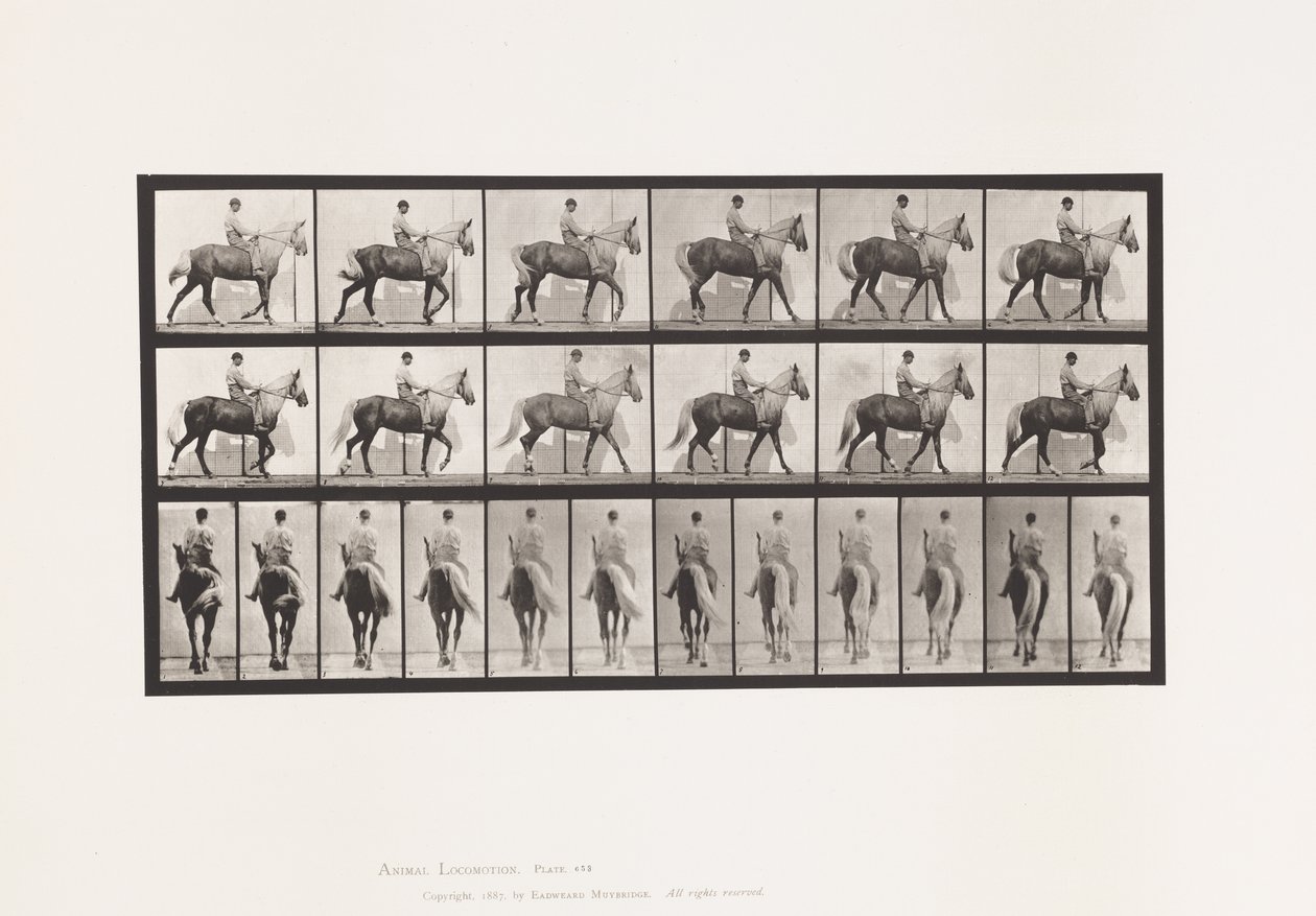 Levy 653. Kävely; Satula; Ontuva, Oikea etujalka;Hevosennahka tekijältä Eadweard Muybridge