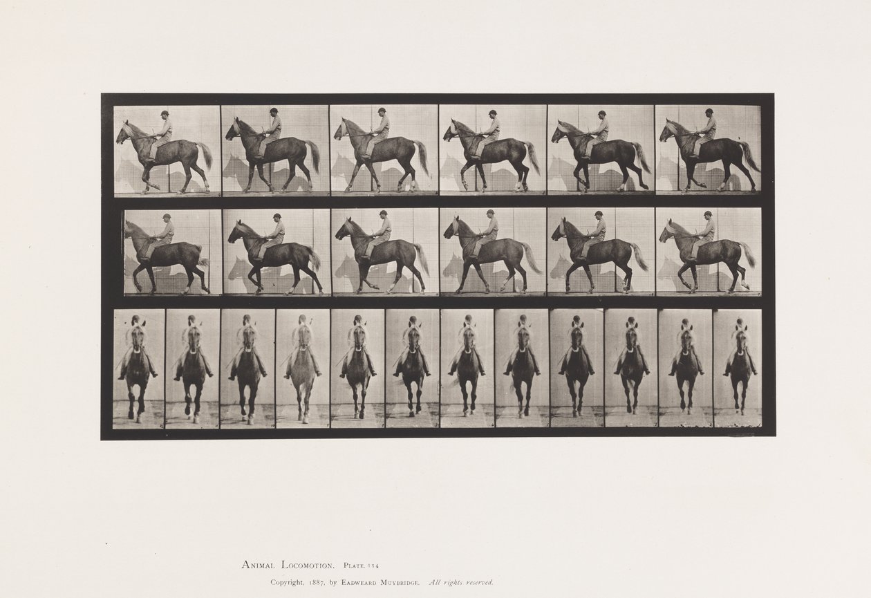 Levy 654. Kävely; Satula; Ontuva, Oikea etujalka;Hevosennahka tekijältä Eadweard Muybridge