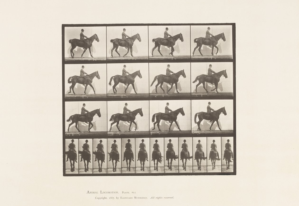 Levy 655. Kävely; Satula; Spavin, oikea takajalka; Hevonen tekijältä Eadweard Muybridge