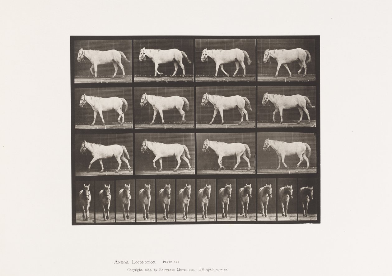 Levy 656. Kävely; Vapaa; Ruston luutuminen tekijältä Eadweard Muybridge