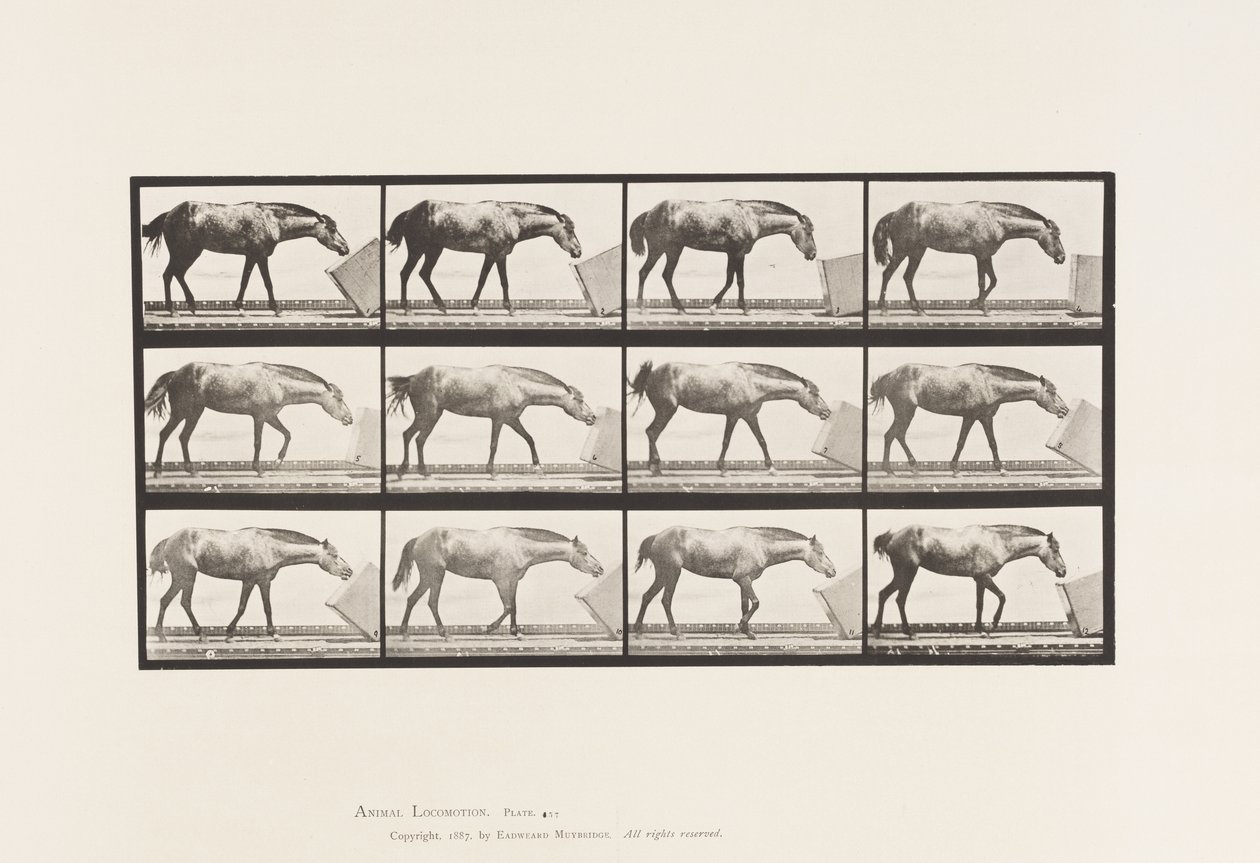 Levy 657. Laatikon vieriminen; Poni, Lotta tekijältä Eadweard Muybridge