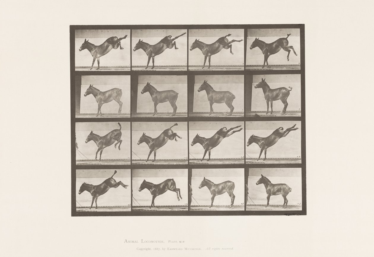 Levy 658. Muuli; A, potkiminen; B, potkii Ruthia tekijältä Eadweard Muybridge