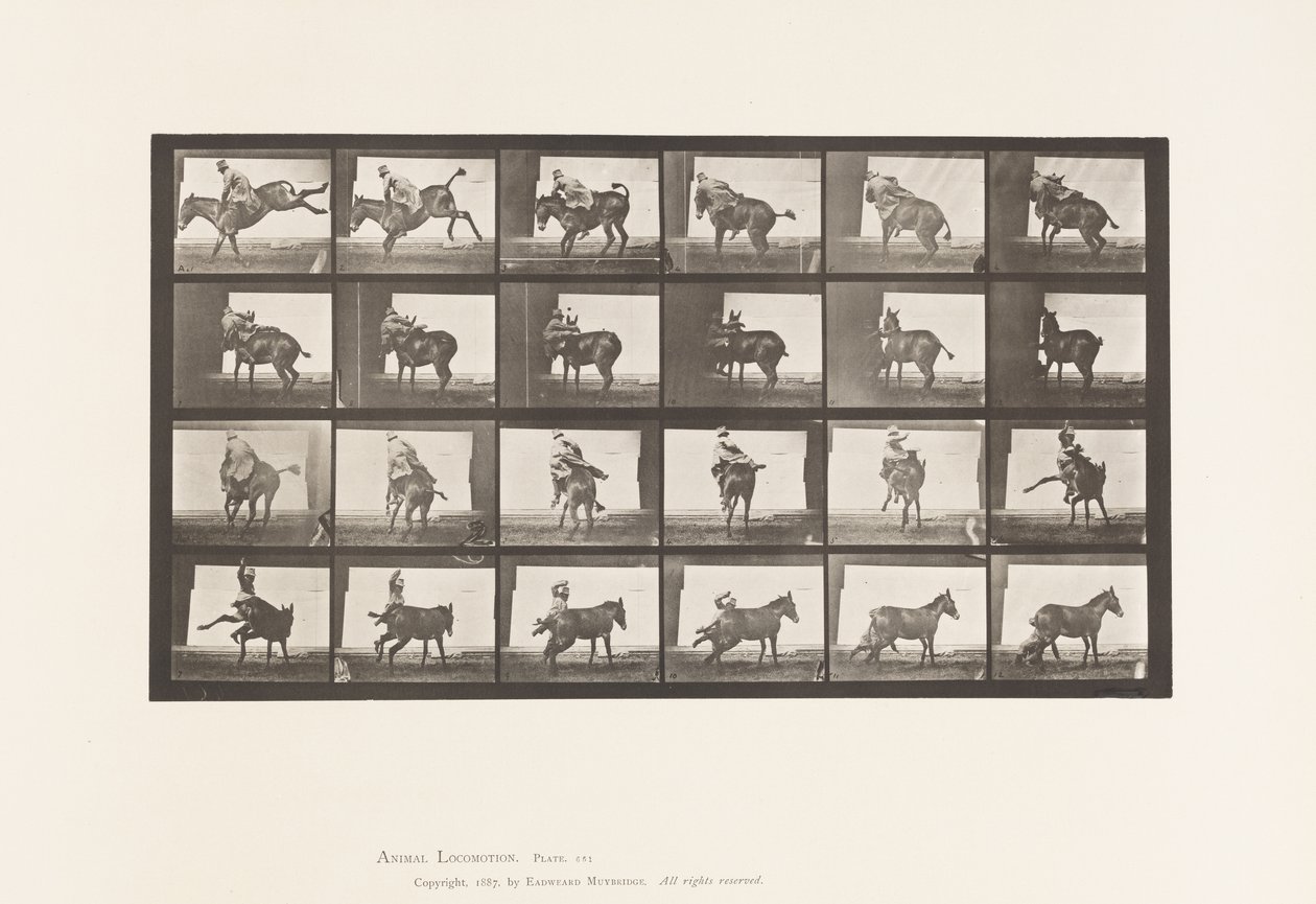 Levy 661. Muuli; A, B, A Refractory Animal Ruth tekijältä Eadweard Muybridge