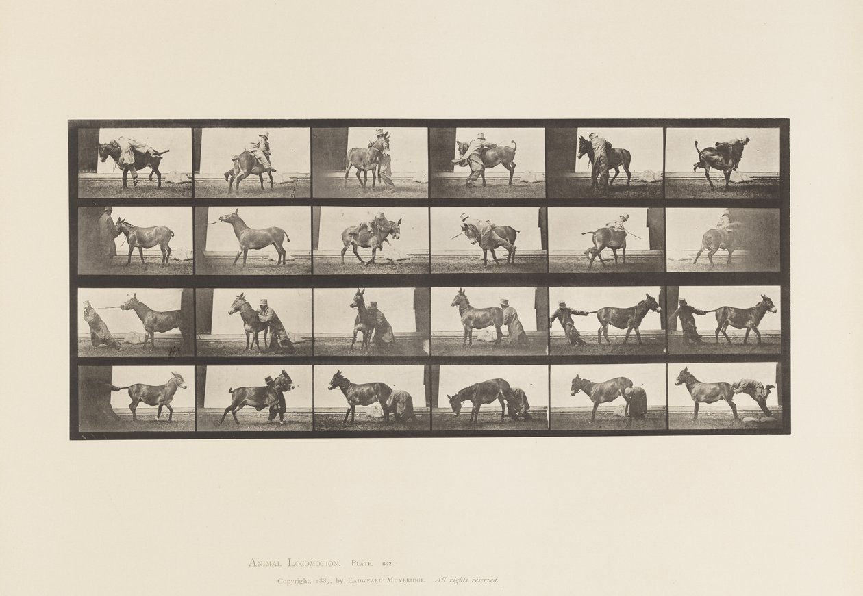 Levy 662. Muuli; A, B, A Refractory Animal Denver tekijältä Eadweard Muybridge