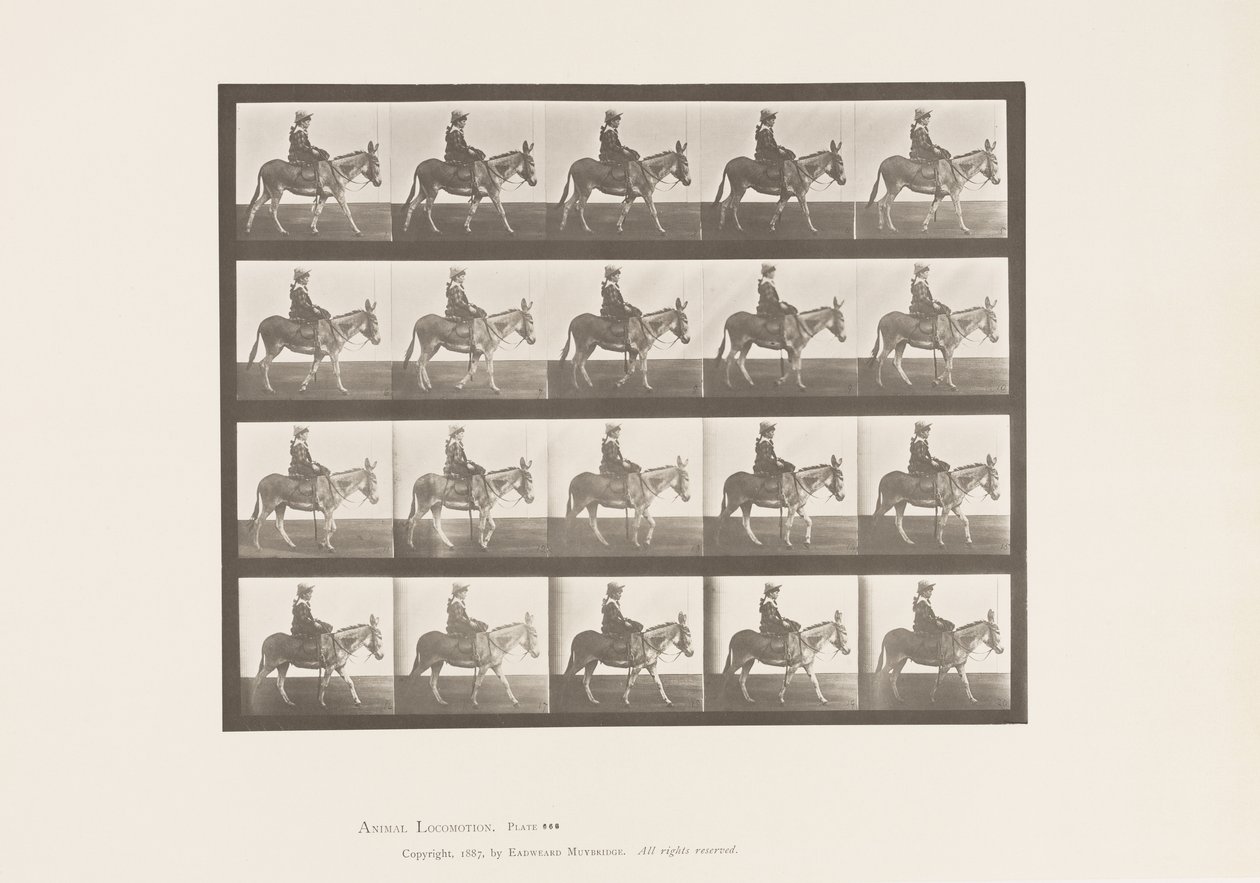 Levy 666. Aasi; Kävely; Satula; Tyttö ratsastaa, eläintarha tekijältä Eadweard Muybridge