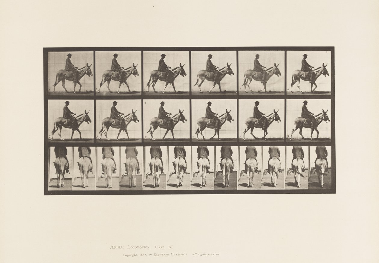 Levy 667. Aasi; Kävely; Satula; Poika ratsastaa, eläintarha tekijältä Eadweard Muybridge
