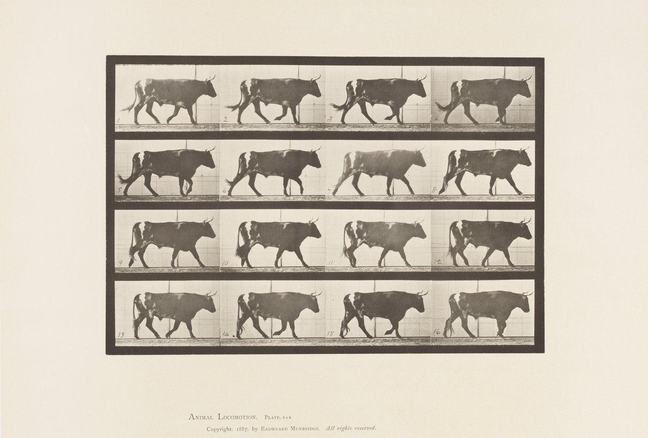 Levy 669. Härkä; Kävely tekijältä Eadweard Muybridge