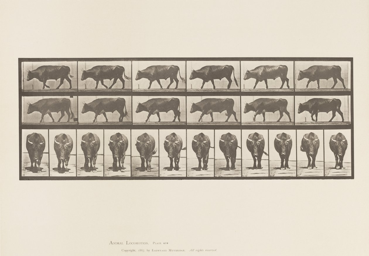 Levy 670. Härkä; Kävely tekijältä Eadweard Muybridge