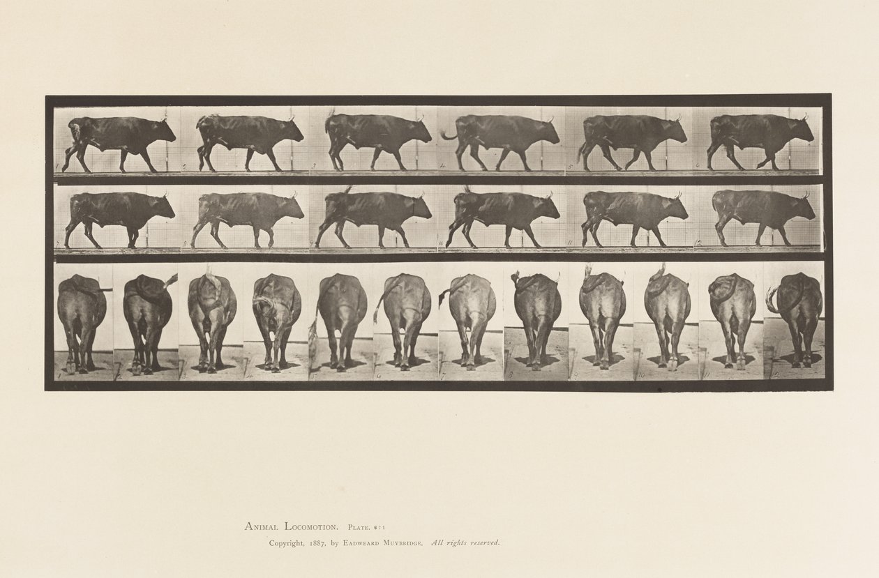 Levy 671. Härkä; Kävely tekijältä Eadweard Muybridge