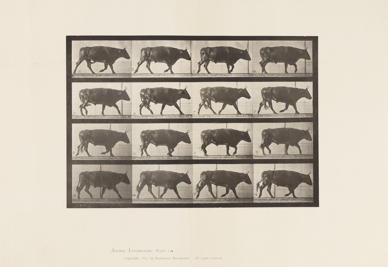 Levy 672. Härkä; Ravi tekijältä Eadweard Muybridge