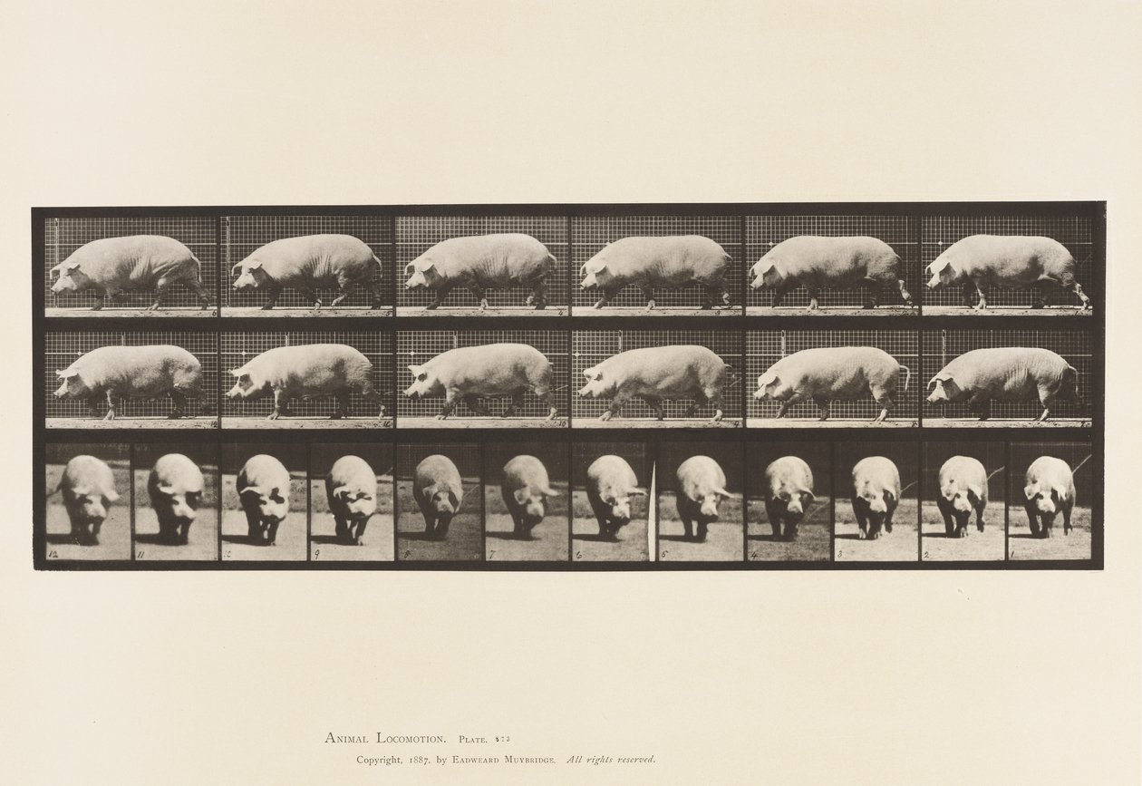 Levy 673. Emakko; Kävely tekijältä Eadweard Muybridge