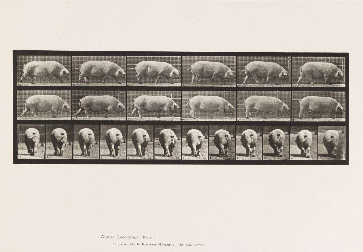 Levy 674. Emakko; Kävely tekijältä Eadweard Muybridge