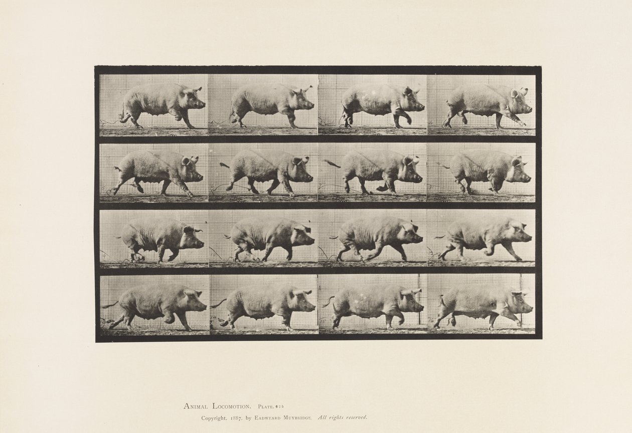 Levy 675. Emakko; Ravi tekijältä Eadweard Muybridge