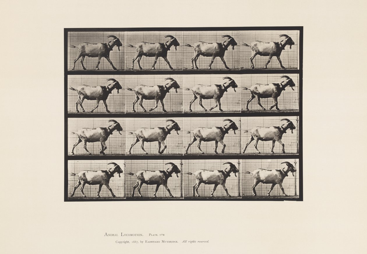 Levy 676. Vuohi; Kävely tekijältä Eadweard Muybridge