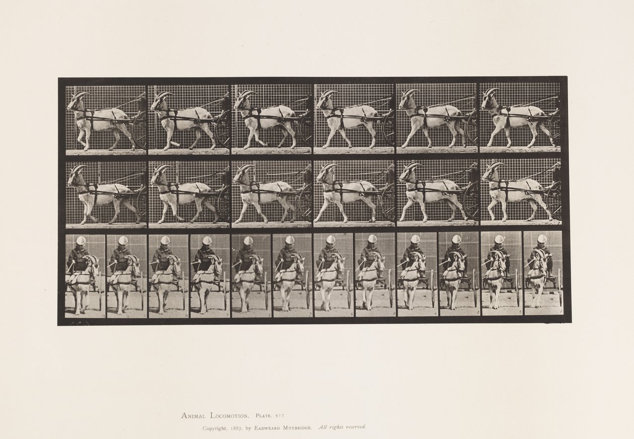 Levy 677. Vuohi; Kävely Sulkyssa tekijältä Eadweard Muybridge