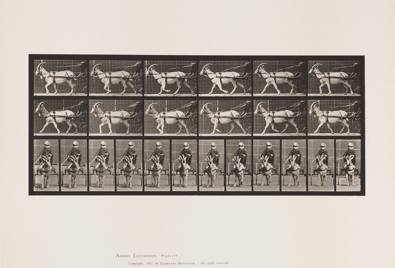 Levy 678. Vuohi; Ravi, Sulkyssa tekijältä Eadweard Muybridge
