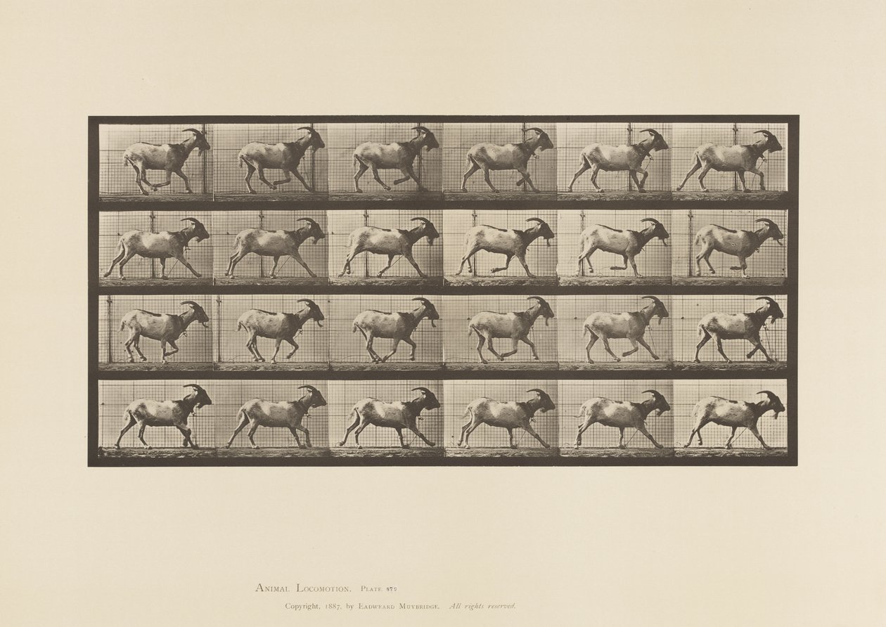 Levy 679. Vuohi; Laukkaa tekijältä Eadweard Muybridge