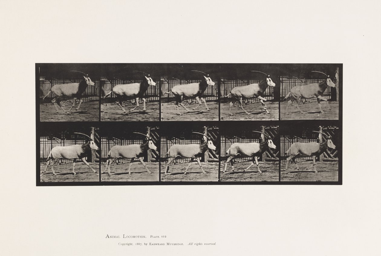 Levy 680. Orex; Laukkaa tekijältä Eadweard Muybridge