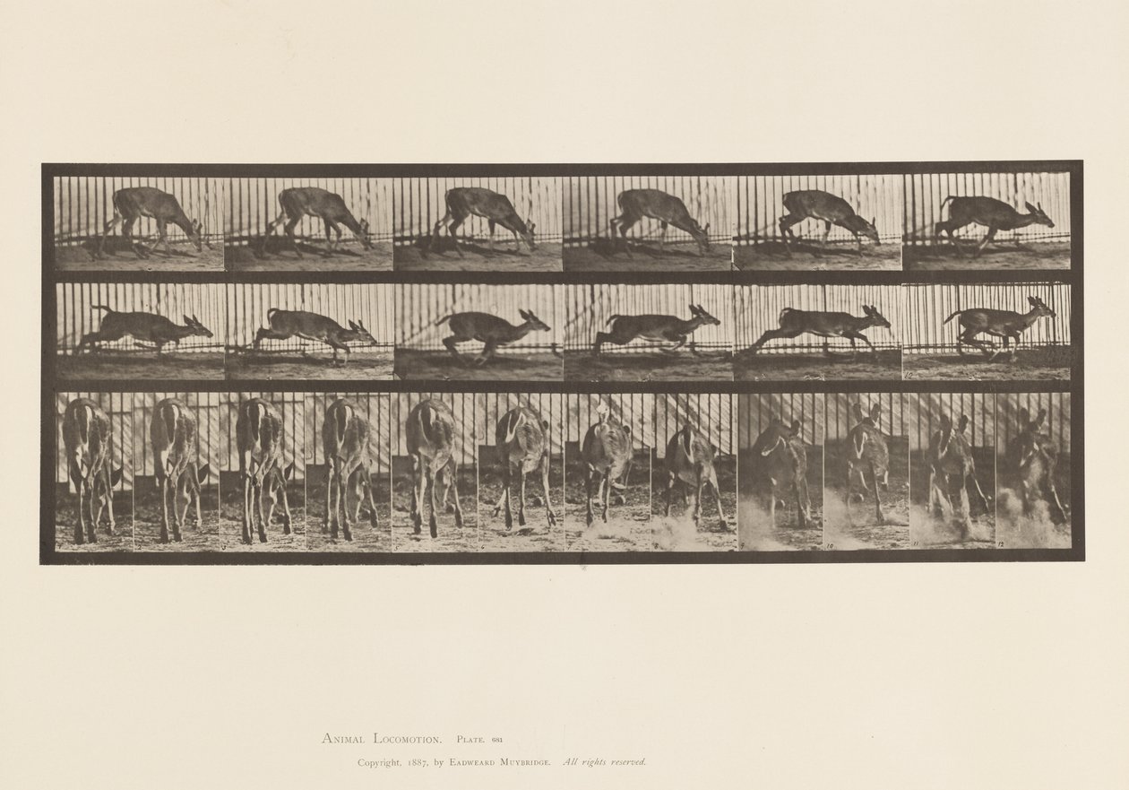 Levy 681. Virginia Deer; (Ei sarvia) Buck Walking tekijältä Eadweard Muybridge