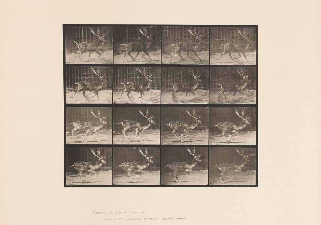 Levy 682. Kesanto; Buck; A, ravi; B, laukkaa tekijältä Eadweard Muybridge