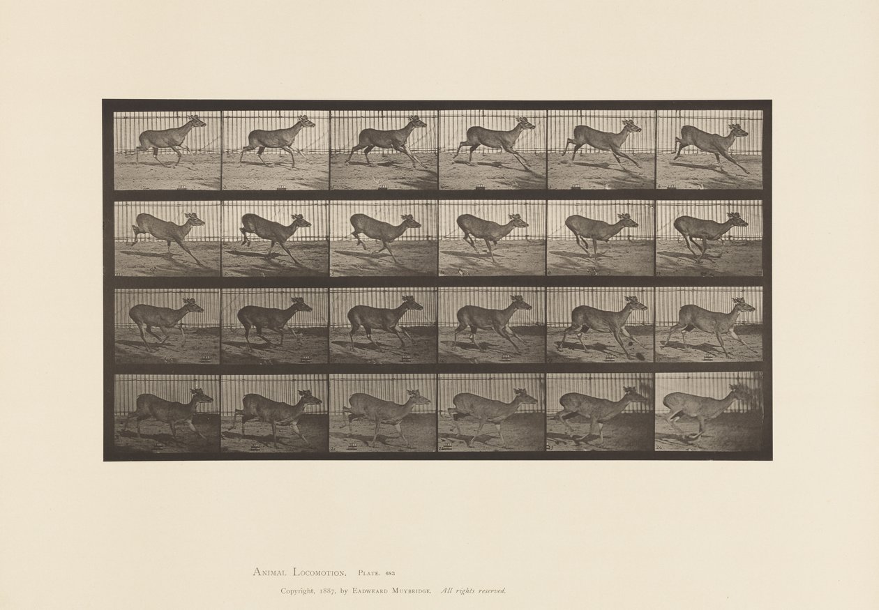 Levy 683. Virginia Deer; (Ei sarvia); Buck; Laukkaa tekijältä Eadweard Muybridge