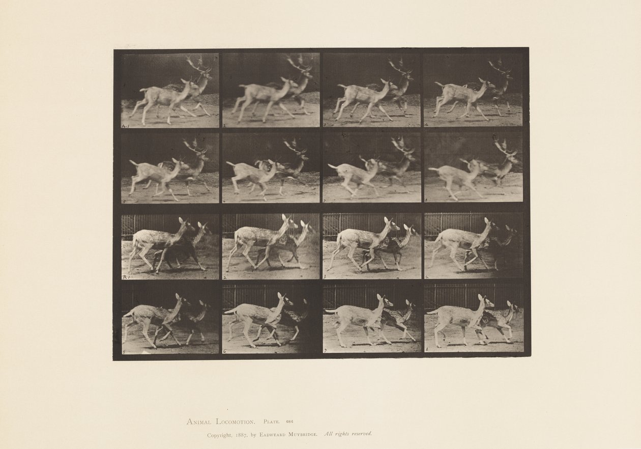 Levy 684. kuusipeura; A, Buck ja Doe; B, Two Does; Ravi tekijältä Eadweard Muybridge