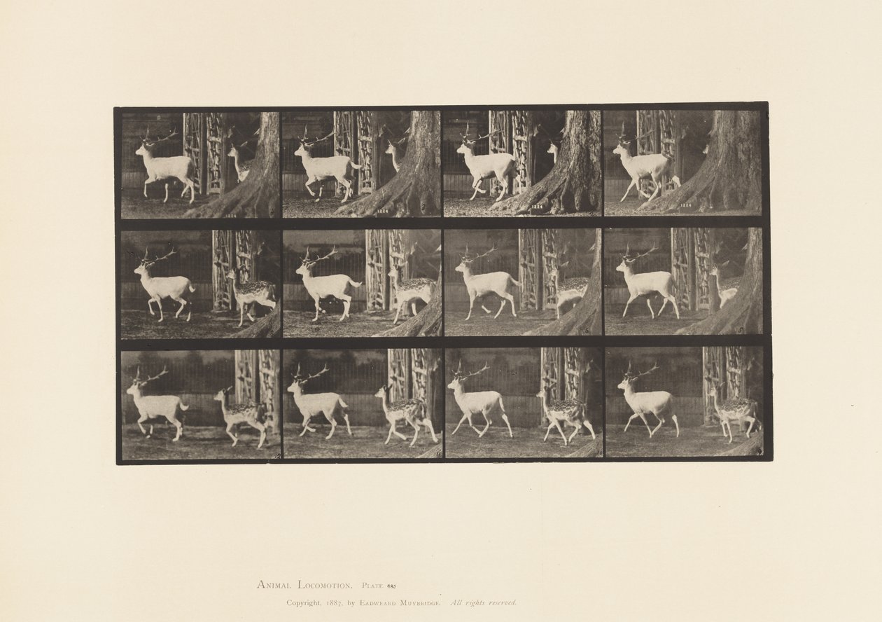 Levy 685. kuusipeura; Buck ja Doe; Ravi tekijältä Eadweard Muybridge