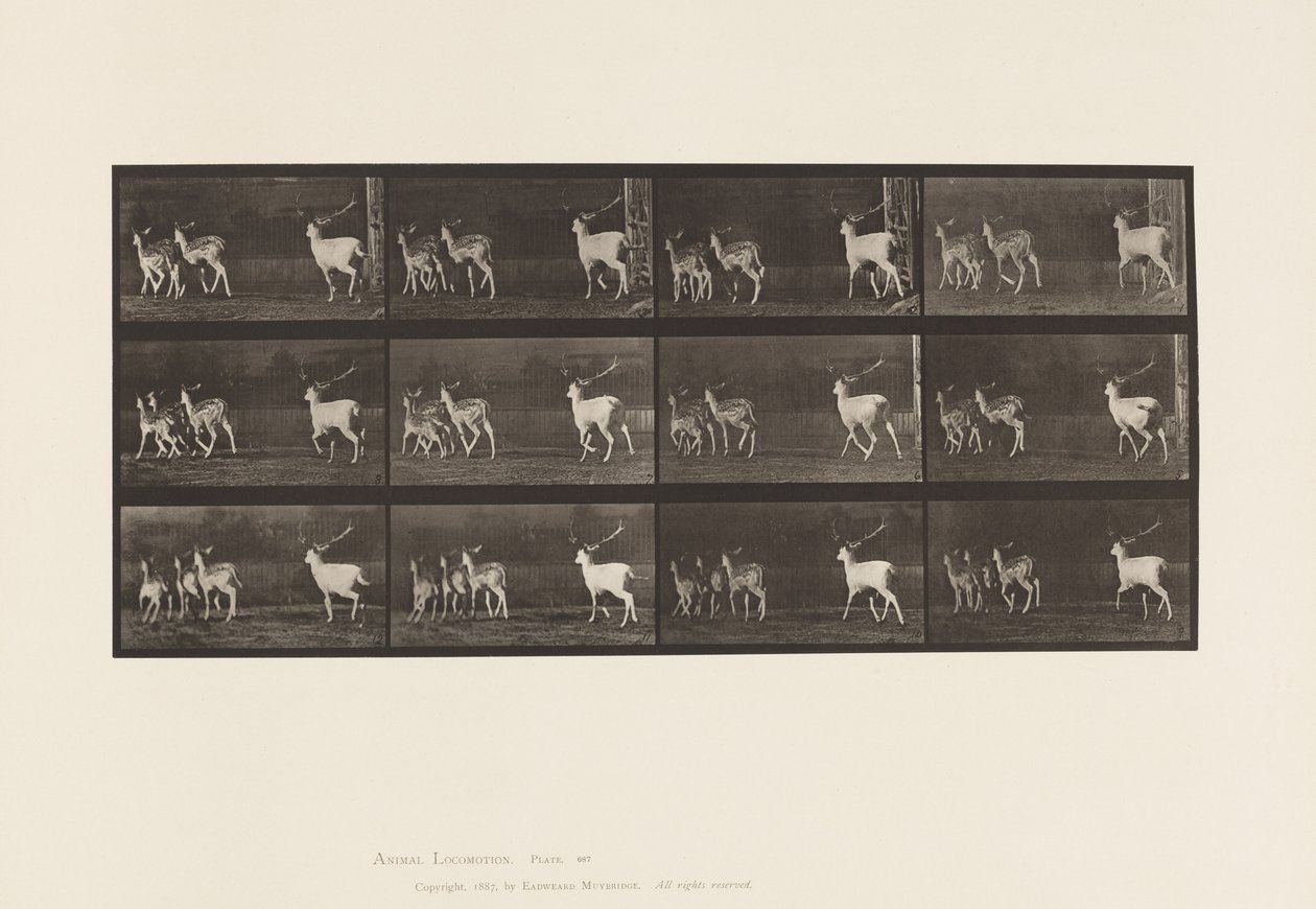 Levy 687. kuusipeura; Buck and Group of Does; Laukkaa tekijältä Eadweard Muybridge