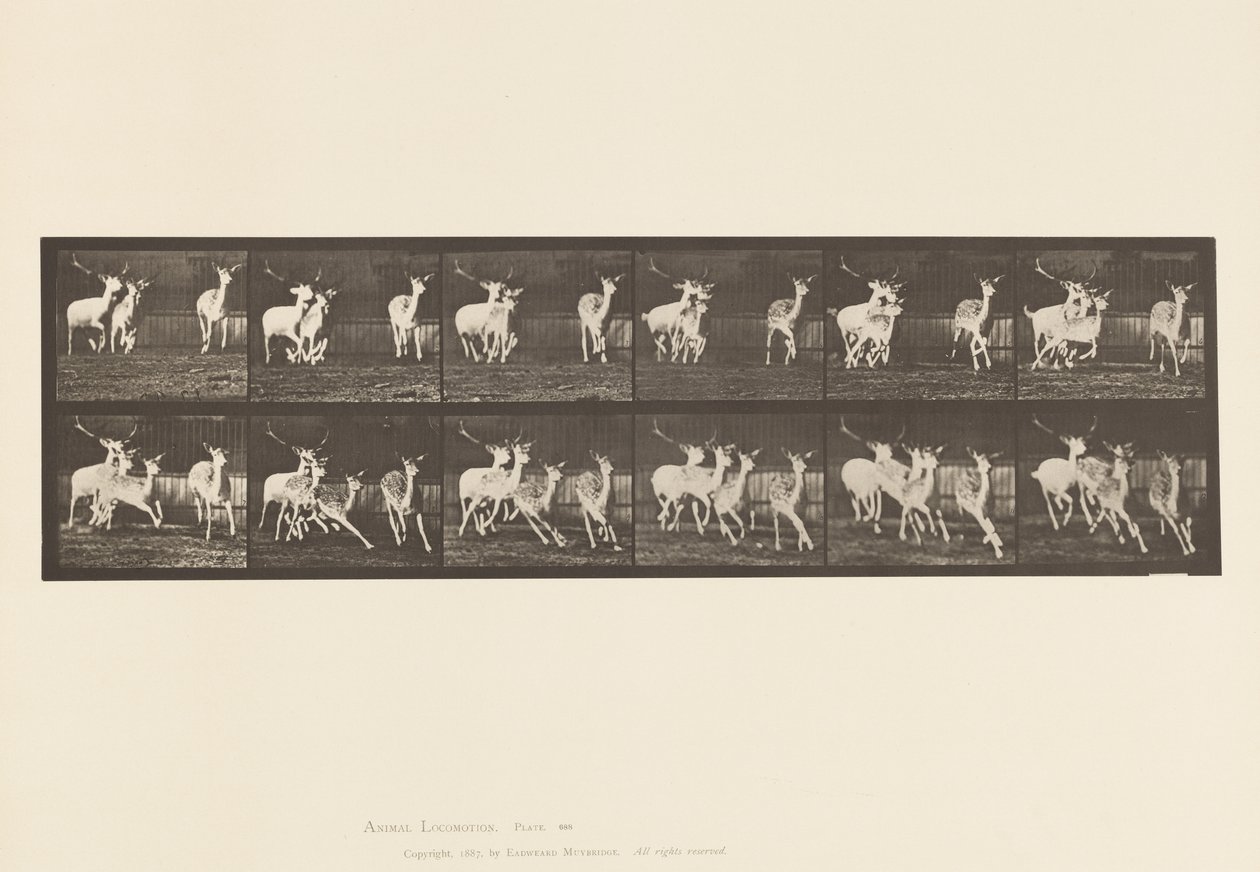 Levy 688. kuusipeura; Buck and Group of Does; Laukkaa tekijältä Eadweard Muybridge