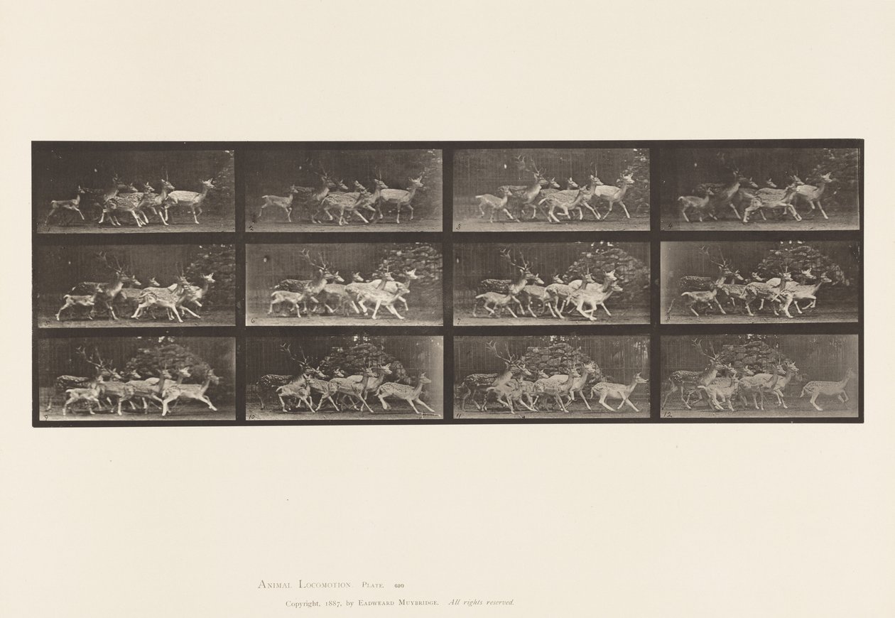 Levy 690. kuusipeura; Buck and Group of Does; Erilaisia liikkeitä tekijältä Eadweard Muybridge