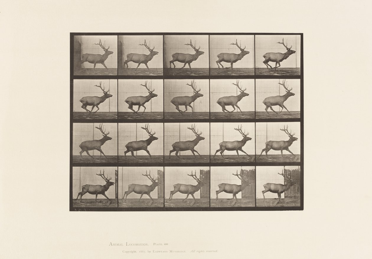 Levy 693. Hirvi, laukkaa tekijältä Eadweard Muybridge