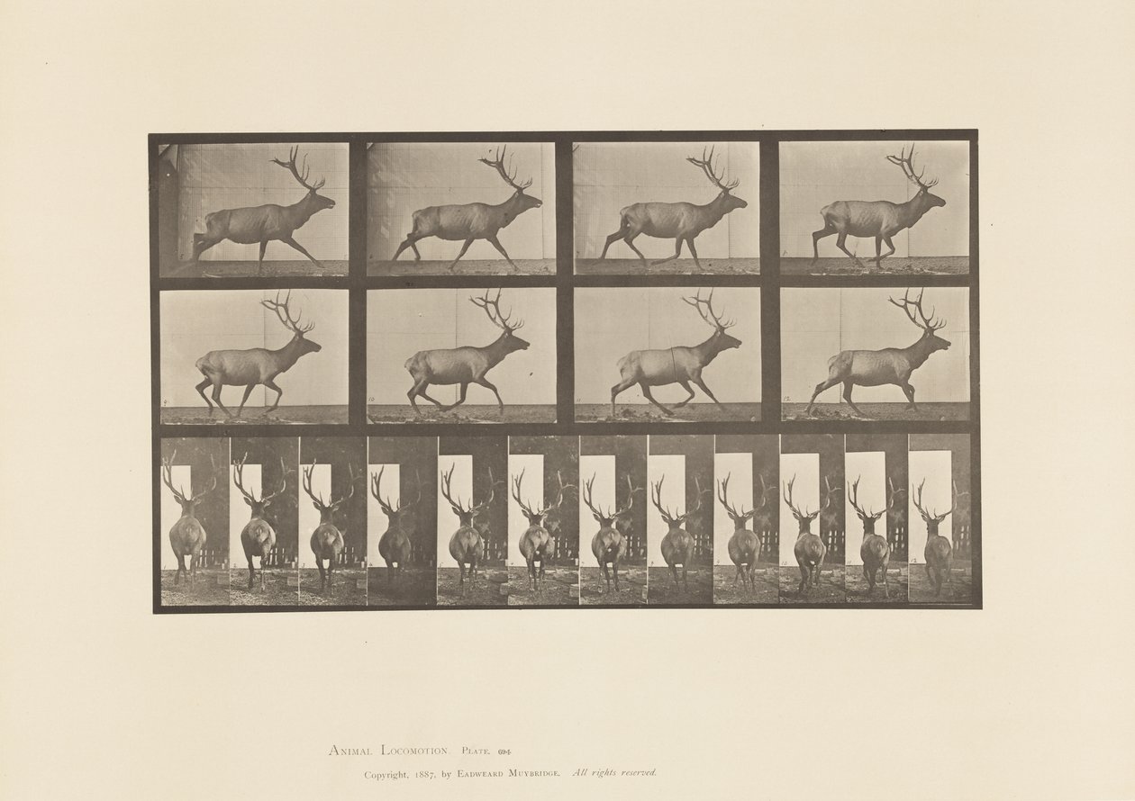 Levy 694. Hirvi, laukkaa tekijältä Eadweard Muybridge