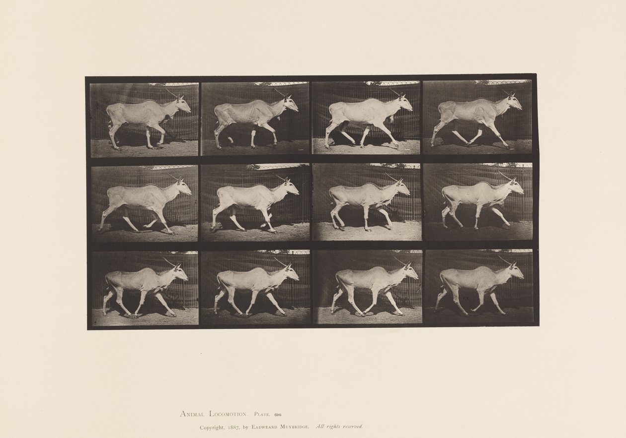 Levy 696. Eland, ravi tekijältä Eadweard Muybridge