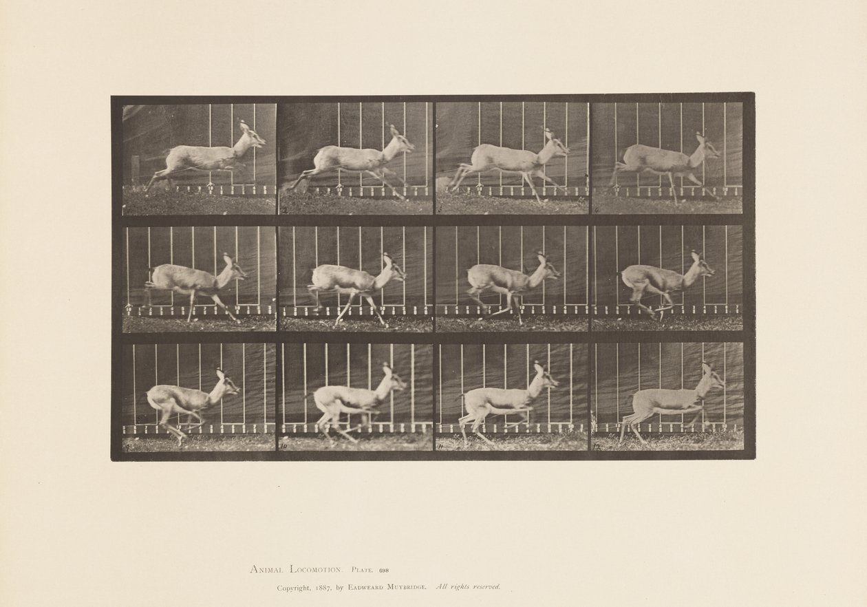 Levy 698. Antilooppi; Laukkaa tekijältä Eadweard Muybridge