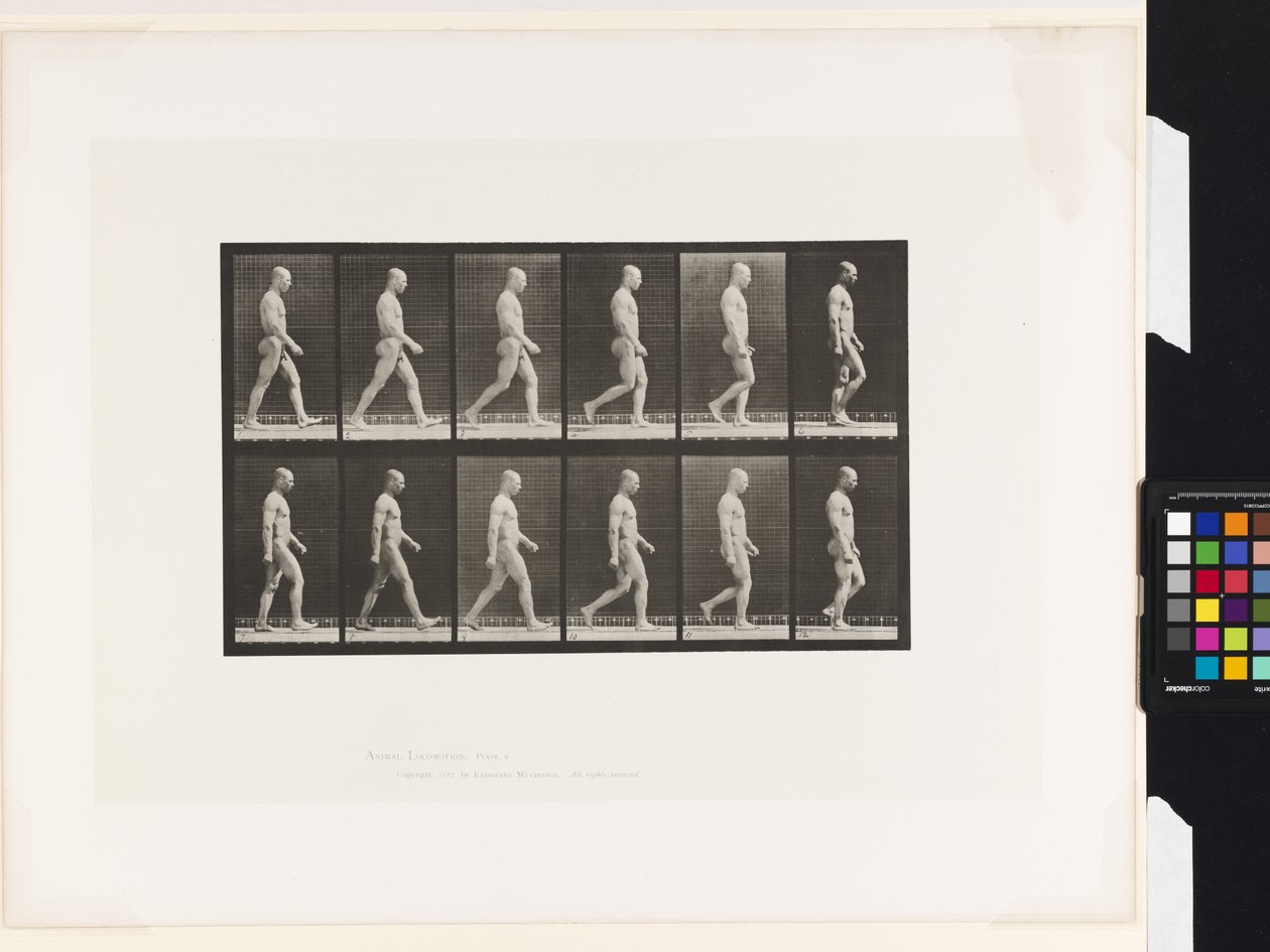 Lauta 6. Kävely tekijältä Eadweard Muybridge