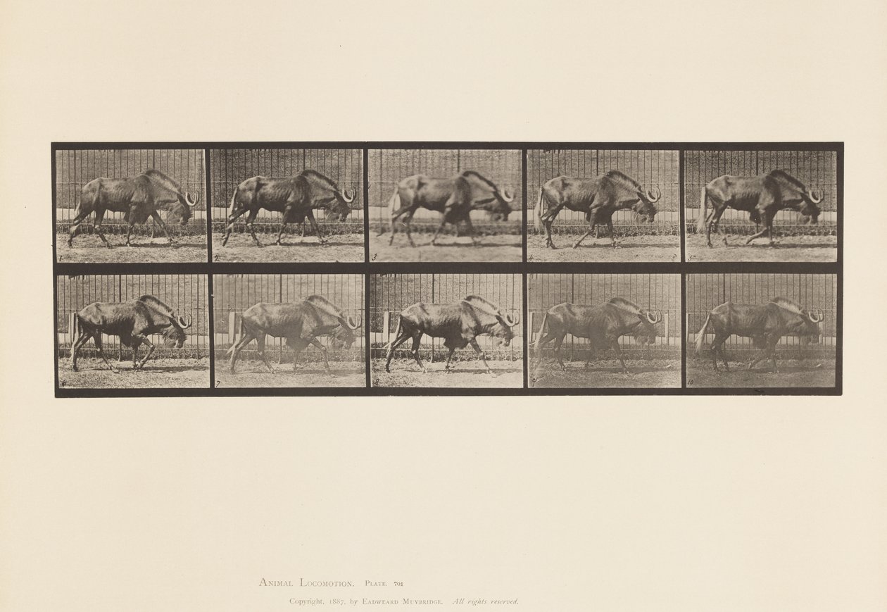 Levy 701. Gnu; Kävely tekijältä Eadweard Muybridge