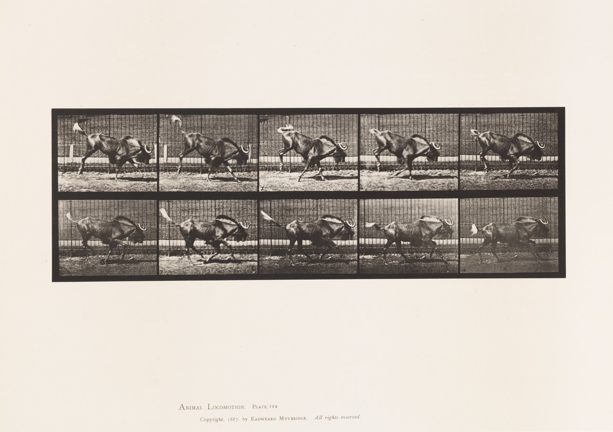 Levy 702. Gnu; Nykiminen ja laukkaa tekijältä Eadweard Muybridge