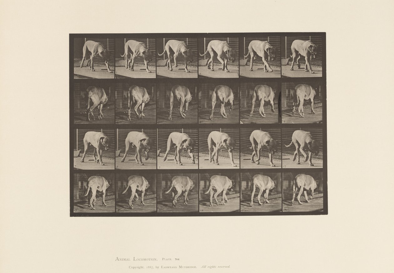 Levy 704. Koira; Kävely; Mastiffi tekijältä Eadweard Muybridge
