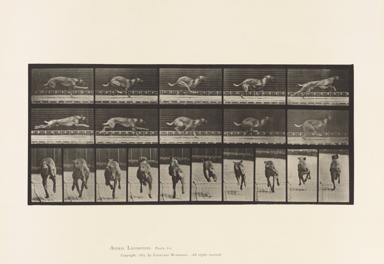 Levy 708. Koira; Laukkaa; Ruskea kilpakoira tekijältä Eadweard Muybridge