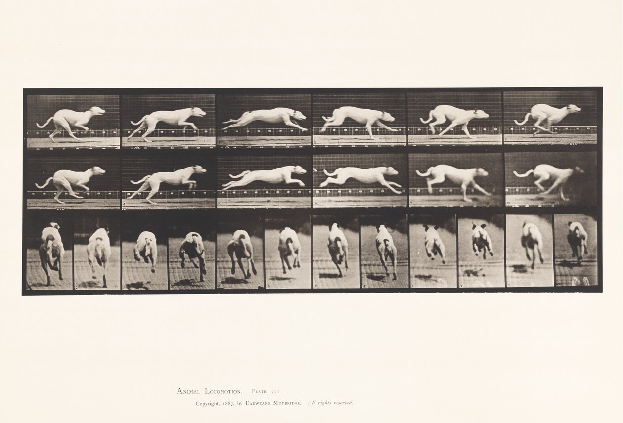 Levy 709. Koira; Laukkaa; Valkoinen kilpakoira Maggie tekijältä Eadweard Muybridge