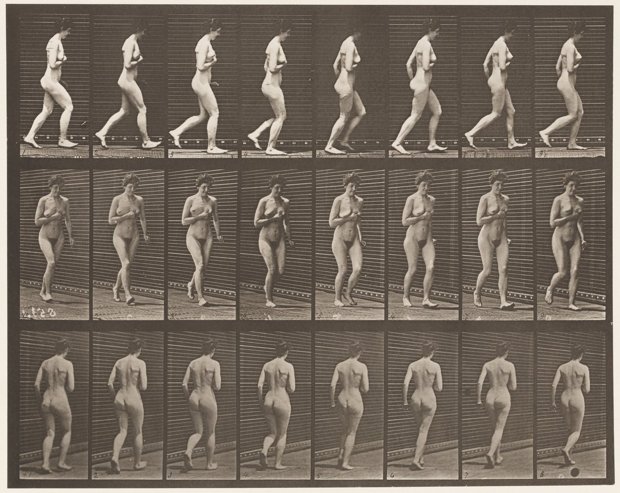 Levy 70. Running., 1872-1885 tekijältä Eadweard Muybridge