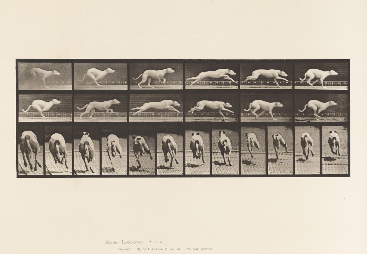 Levy 710. Koira; Laukkaa; Valkoinen kilpakoira Maggie tekijältä Eadweard Muybridge