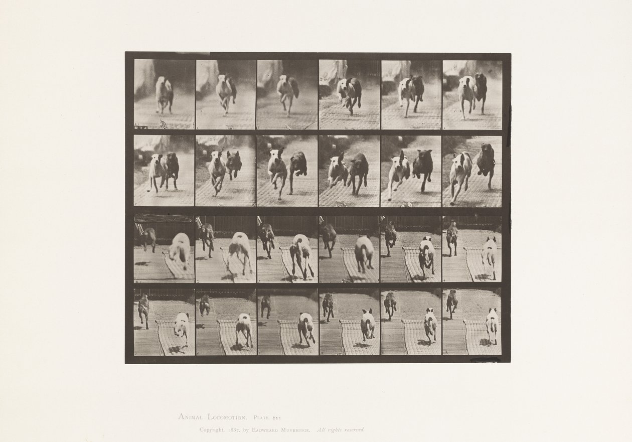 Levy 711. Koirat; Kaksi Racing; A, B; Kilpakoirat, Ike & Maggie tekijältä Eadweard Muybridge
